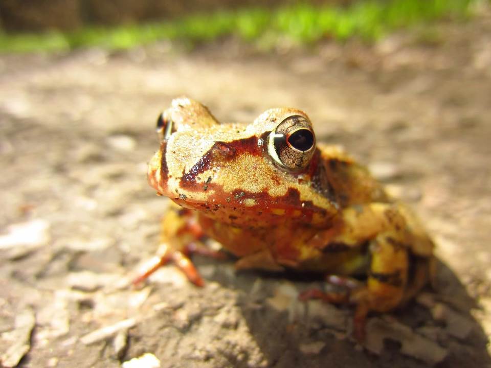עצר בזמן. צפרדע|צילום: stocksnap.io